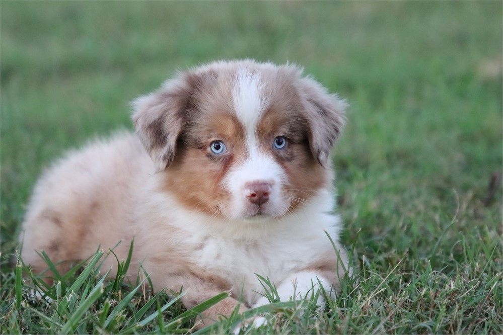 USDA CLEAN* MINI Aussie