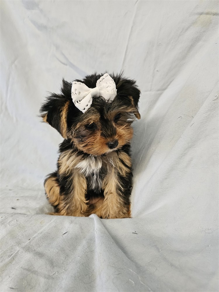 BLK/TAN FEMALE YORKIE