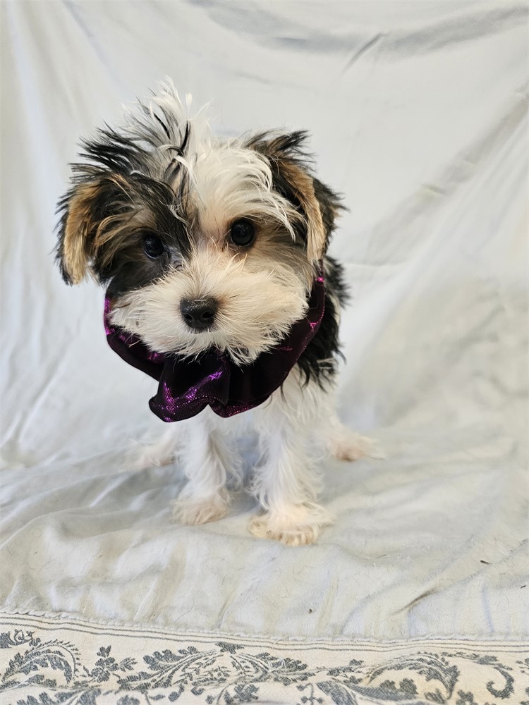 BLK/WHITE PARTI  MALE YORKIE