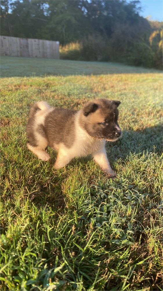 AKC Champion Bloodline—Titan