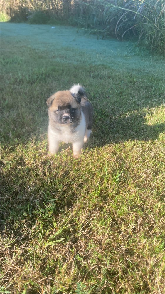 AKC Champion Bloodline—Storm