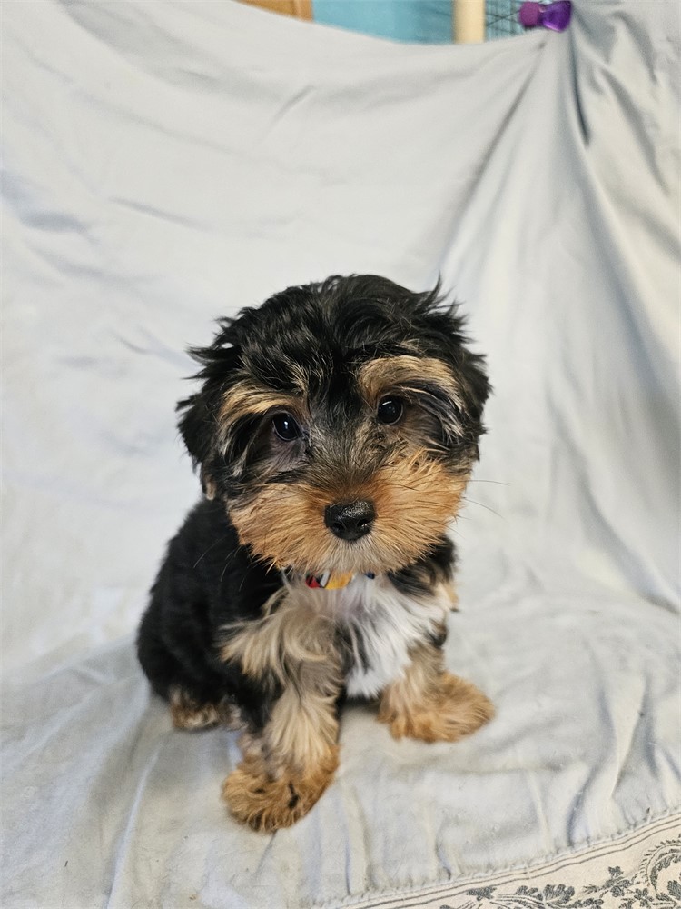 BLK/TAN MALE YORKIE