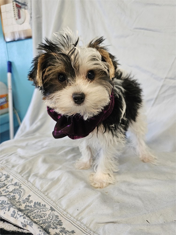 BLK/WHITE PARTI  MALE YORKIE