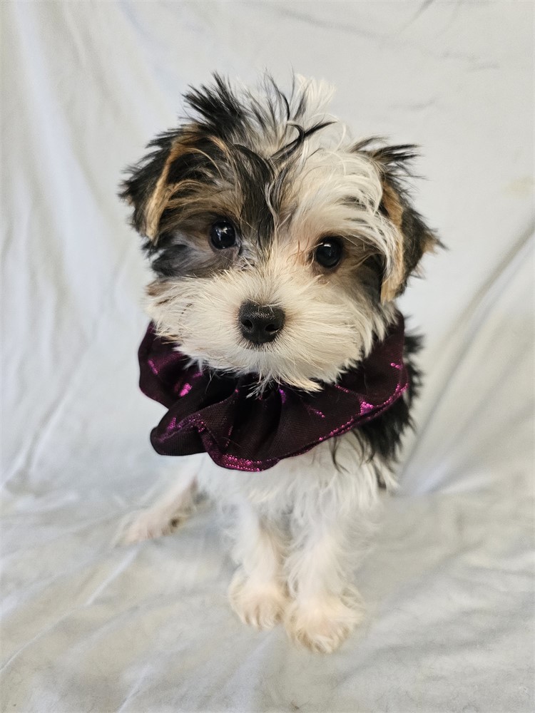BLK/WHITE PARTI  MALE YORKIE