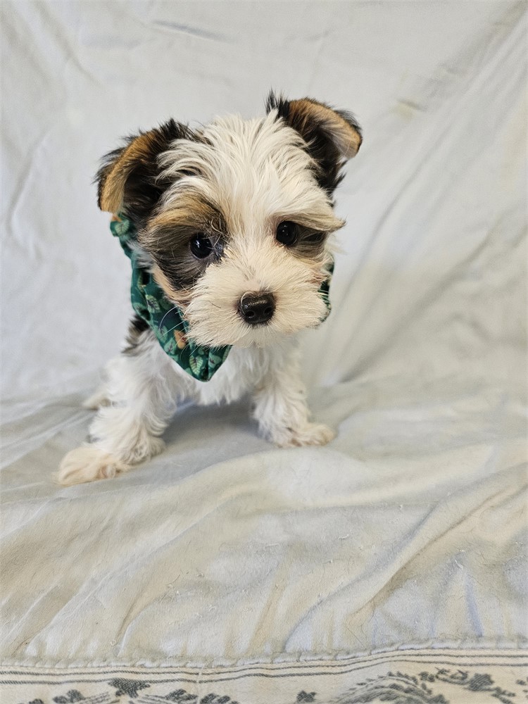 BLK/WHITE PARTI  MALE YORKIE