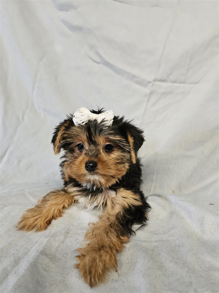 BLK/TAN FEMALE YORKIE