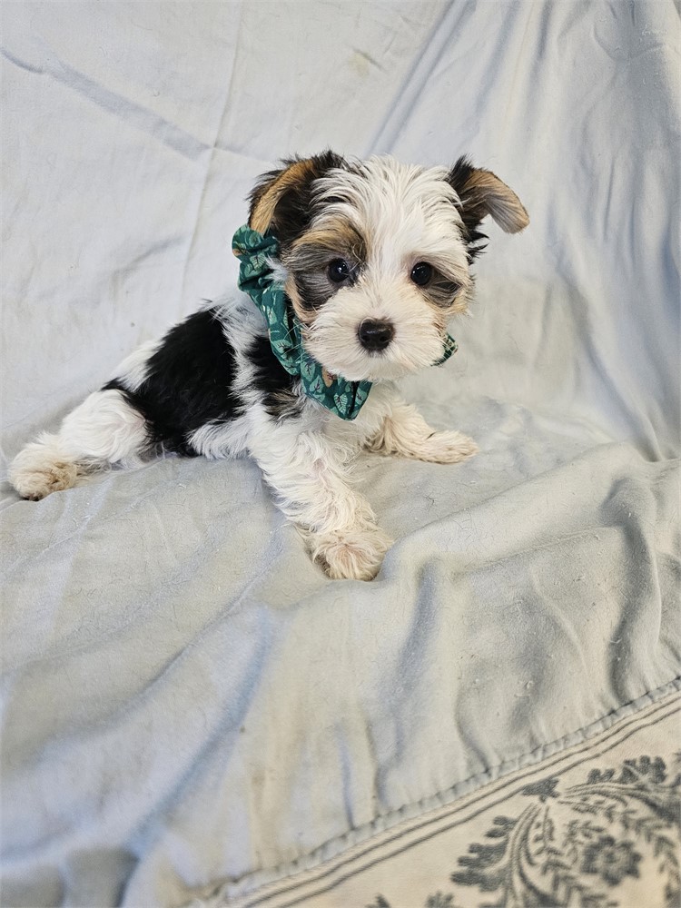 BLK/WHITE PARTI  MALE YORKIE