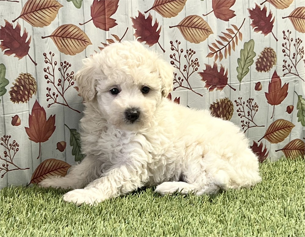 Maltipoo Male