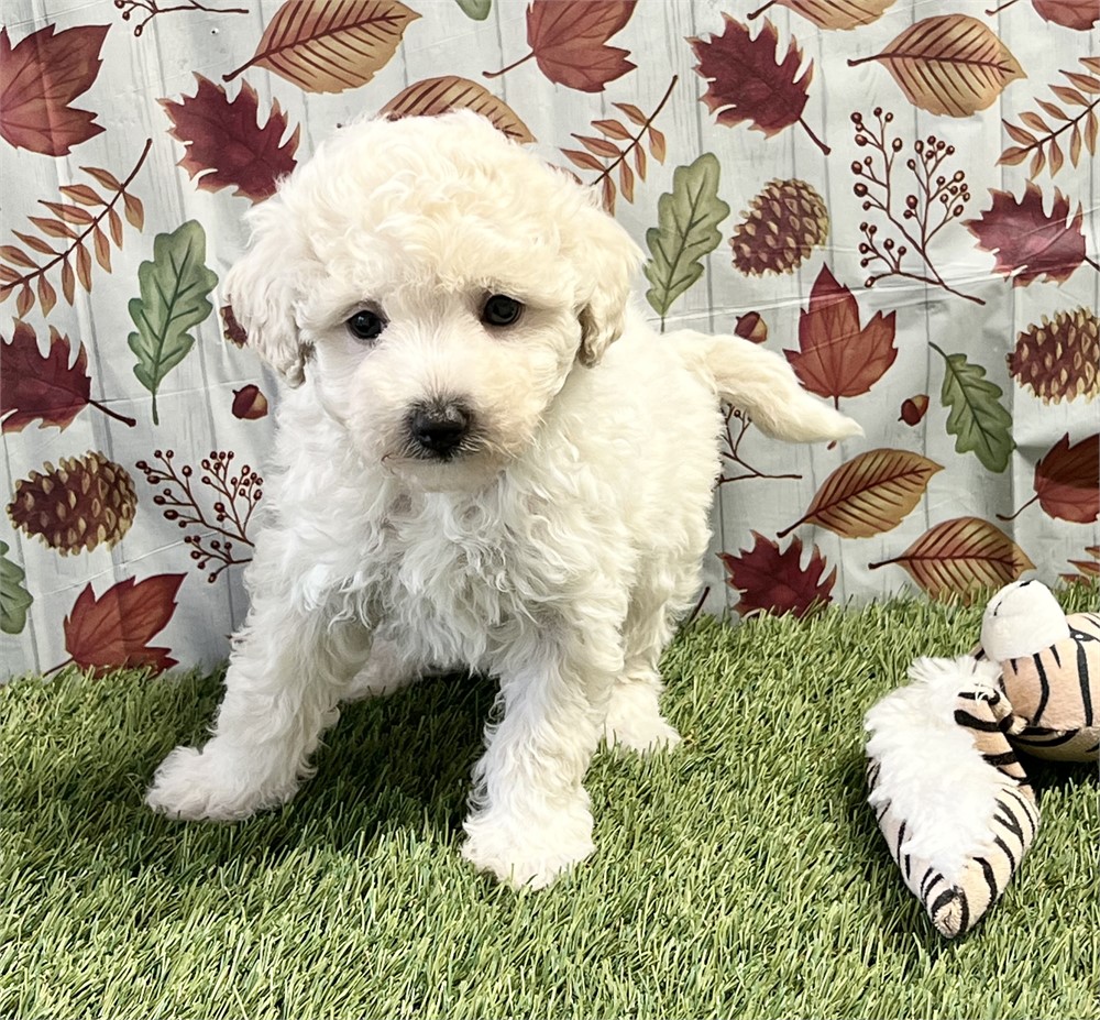 Maltipoo Male