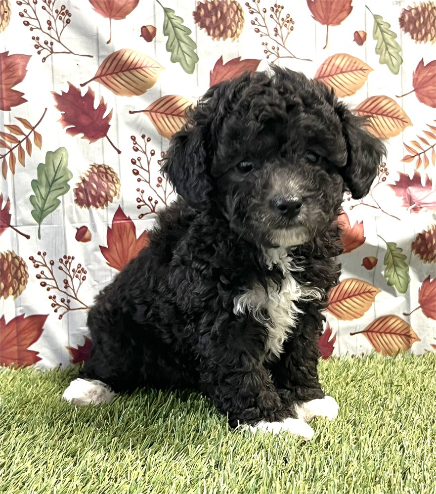 Maltipoo Female