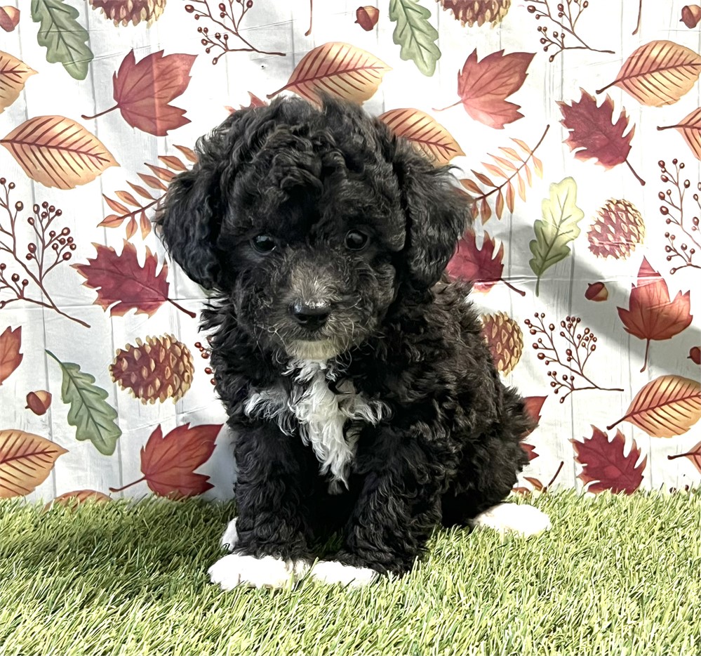 Maltipoo Female