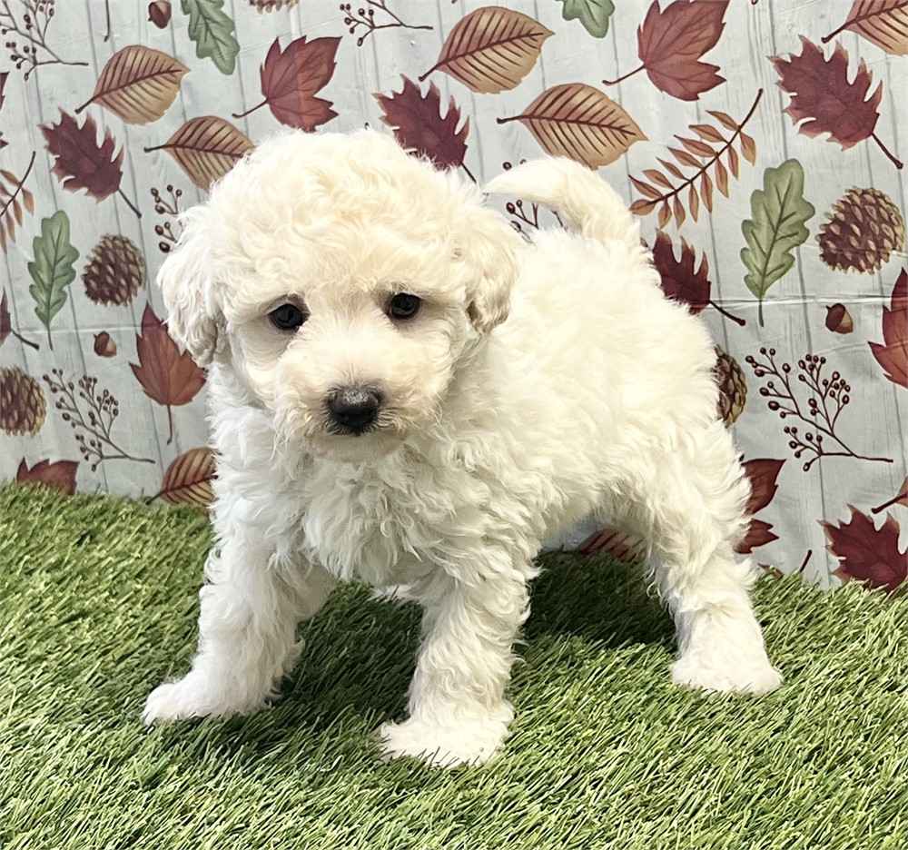 Maltipoo Male