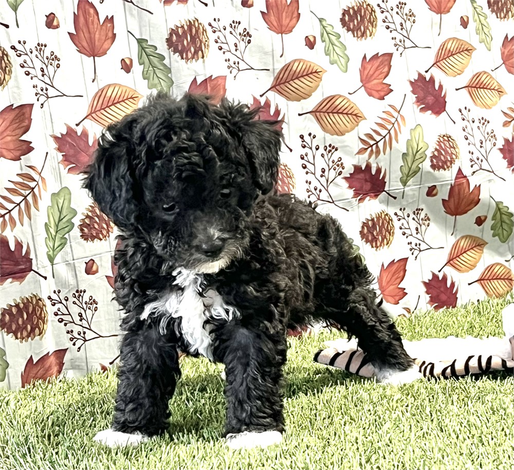 Maltipoo Female