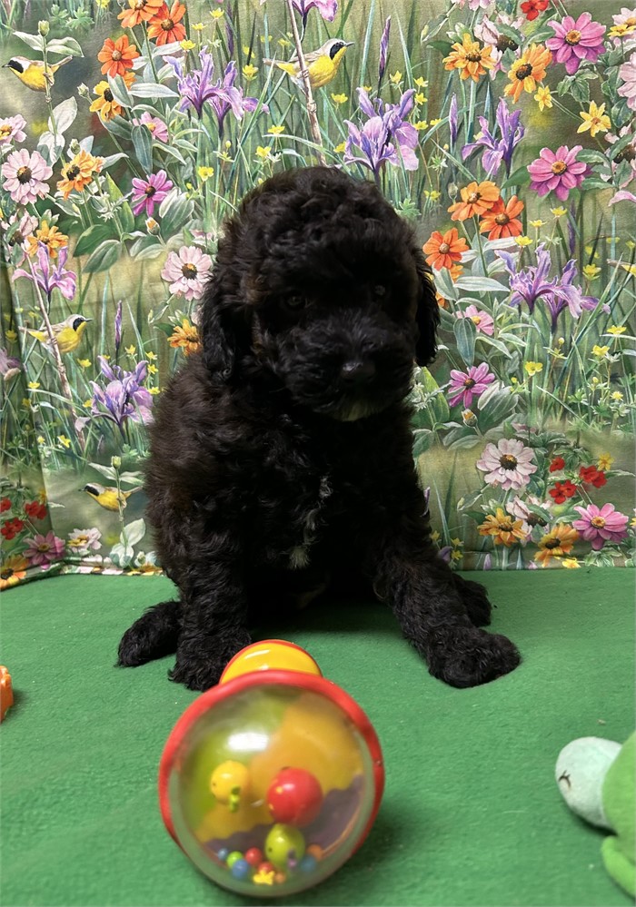 AKC dark chocolate male