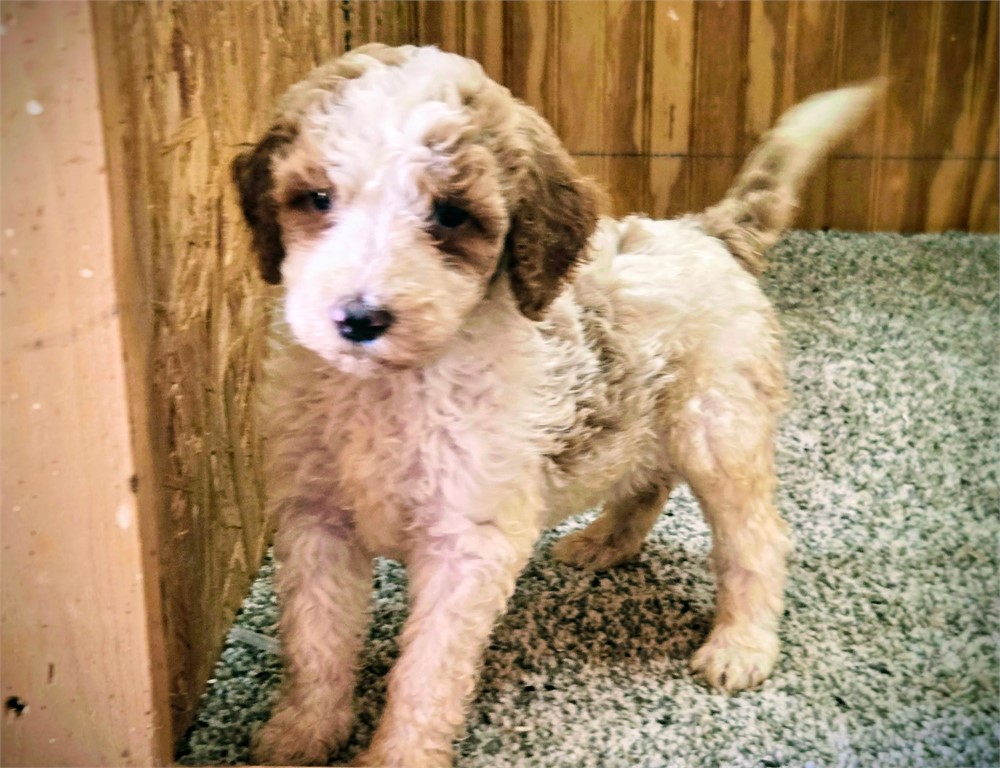 Beautiful Ripley-Standard Poodles #5