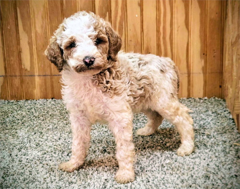 Handsome Crimson-Standard Poodles #1