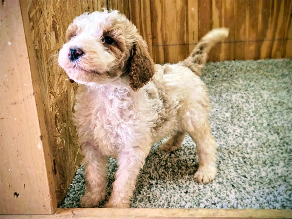 Beautiful Ripley-Standard Poodles #5