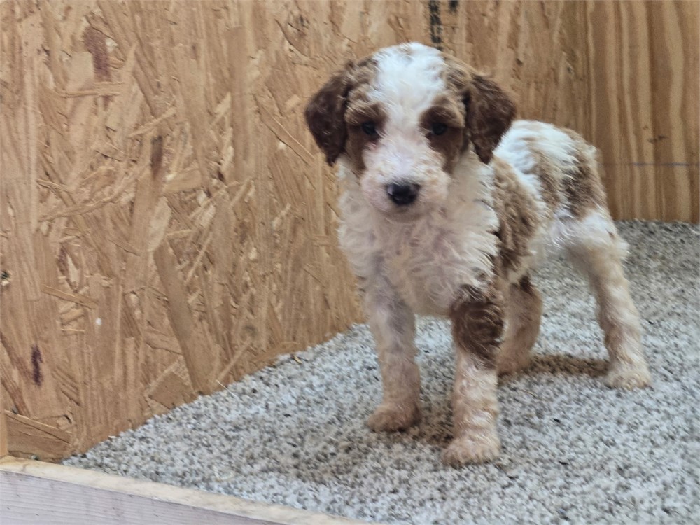 Handsome Draco - Standard Poodles #3