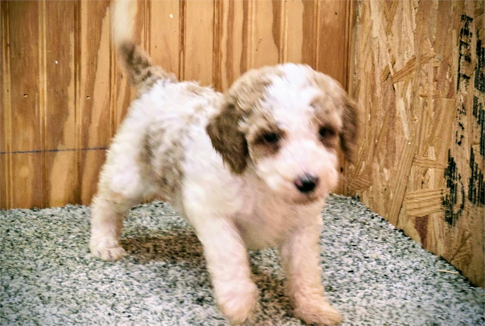 Beautiful Ripley-Standard Poodles #5