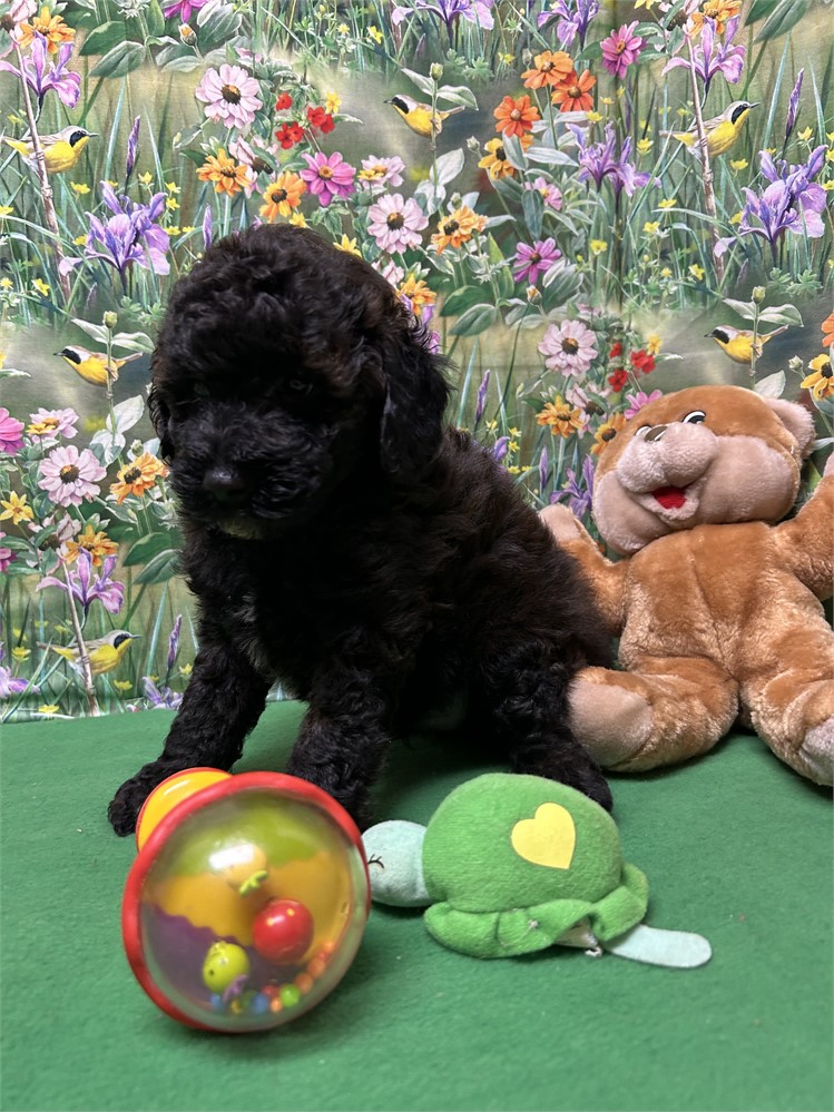 AKC dark chocolate male