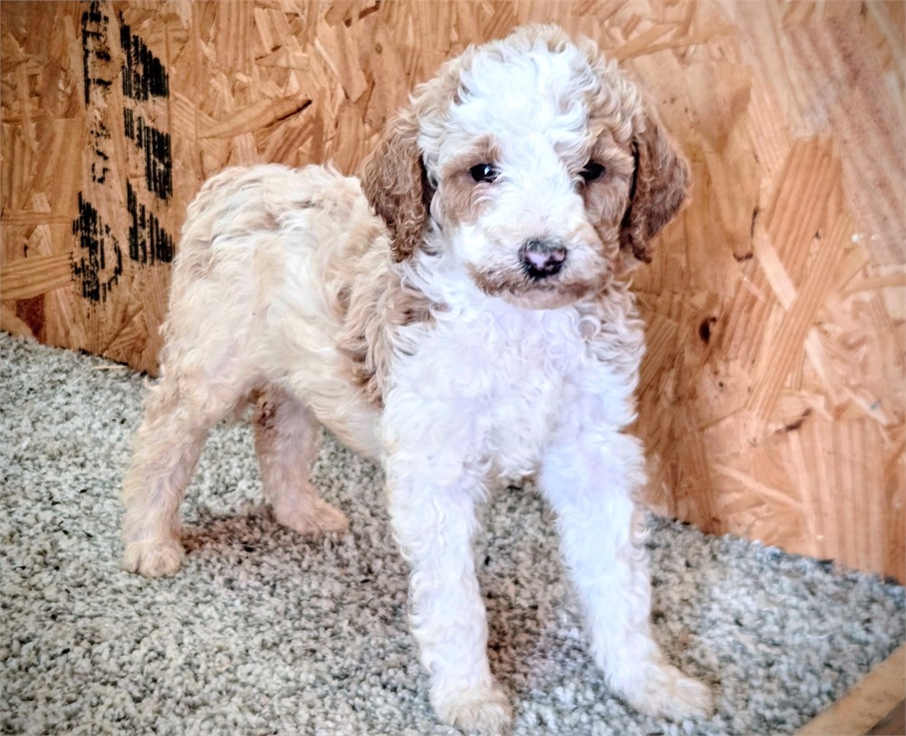 Handsome Crimson-Standard Poodles #1