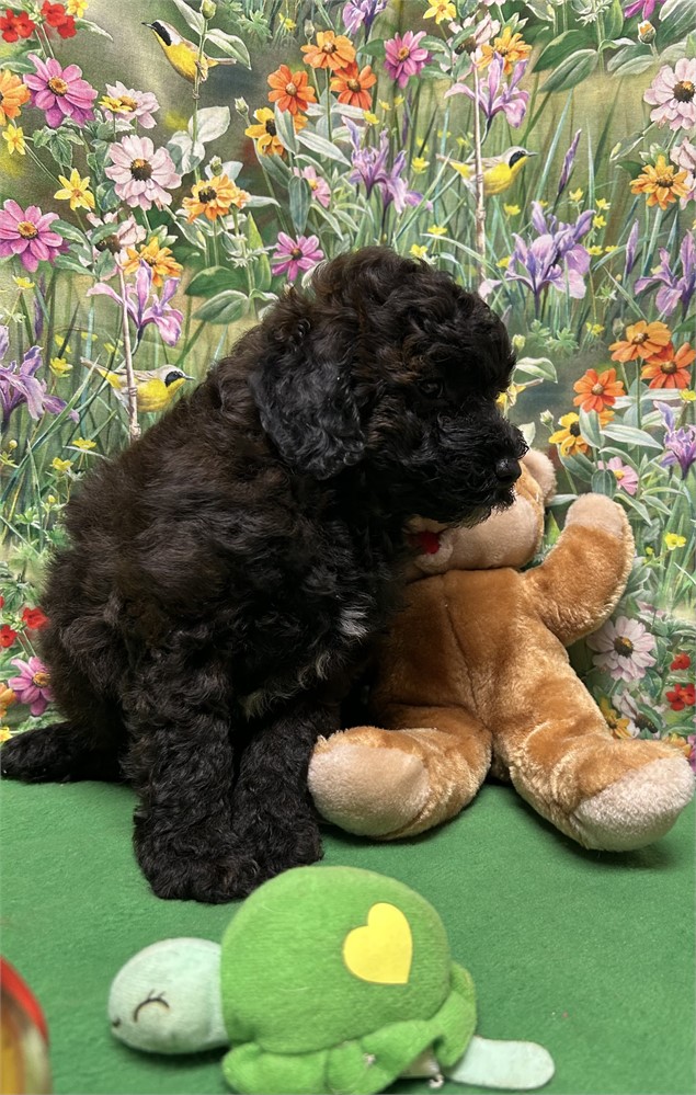 AKC dark chocolate male