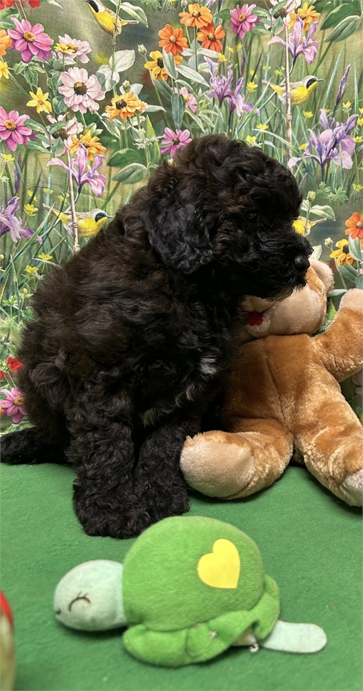 AKC dark chocolate male