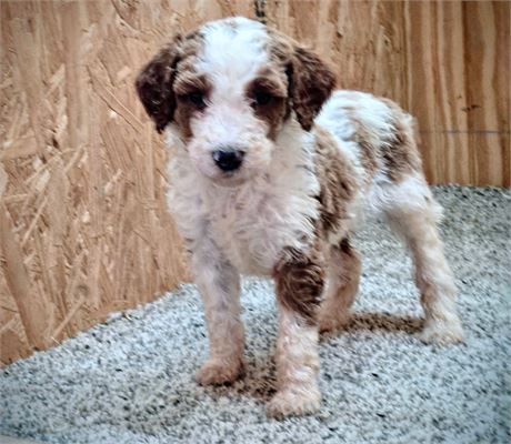 Handsome Draco - Standard Poodles #3