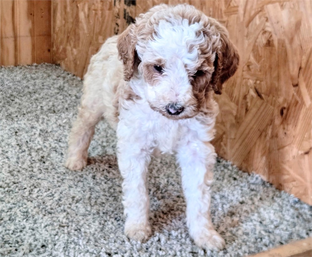 Handsome Crimson-Standard Poodles #1