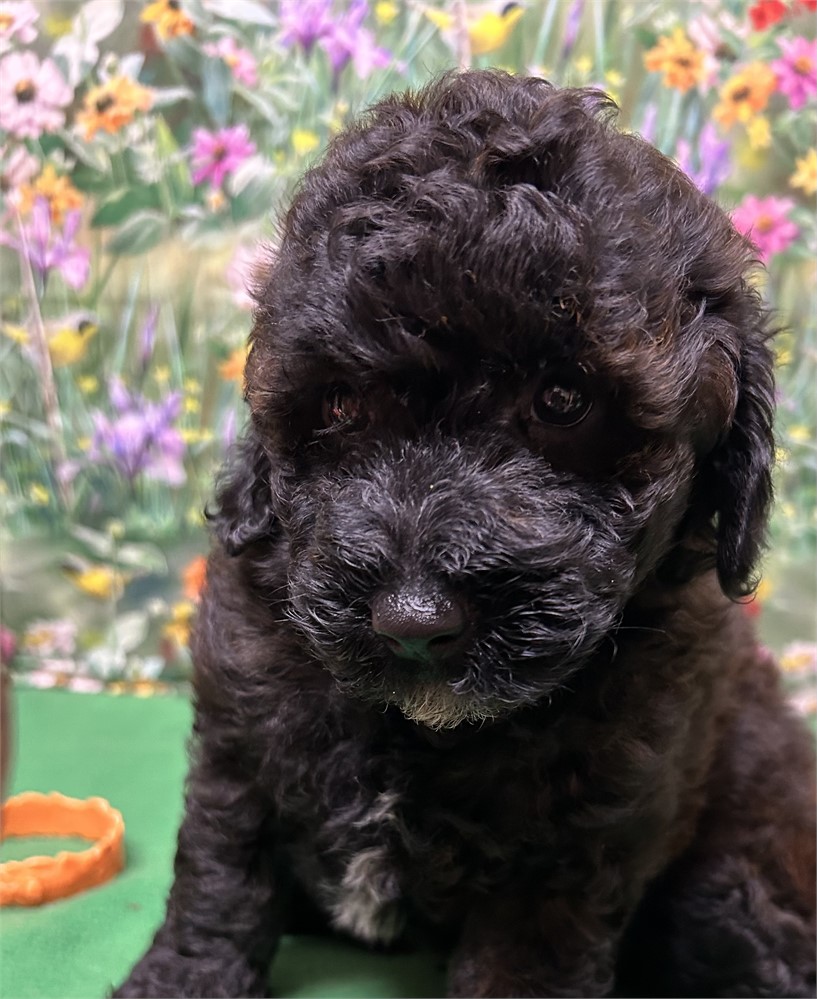 AKC dark chocolate male