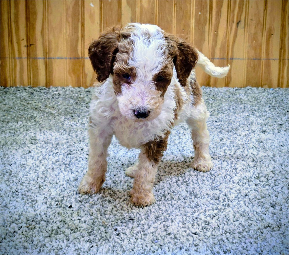 Handsome Draco - Standard Poodles #3