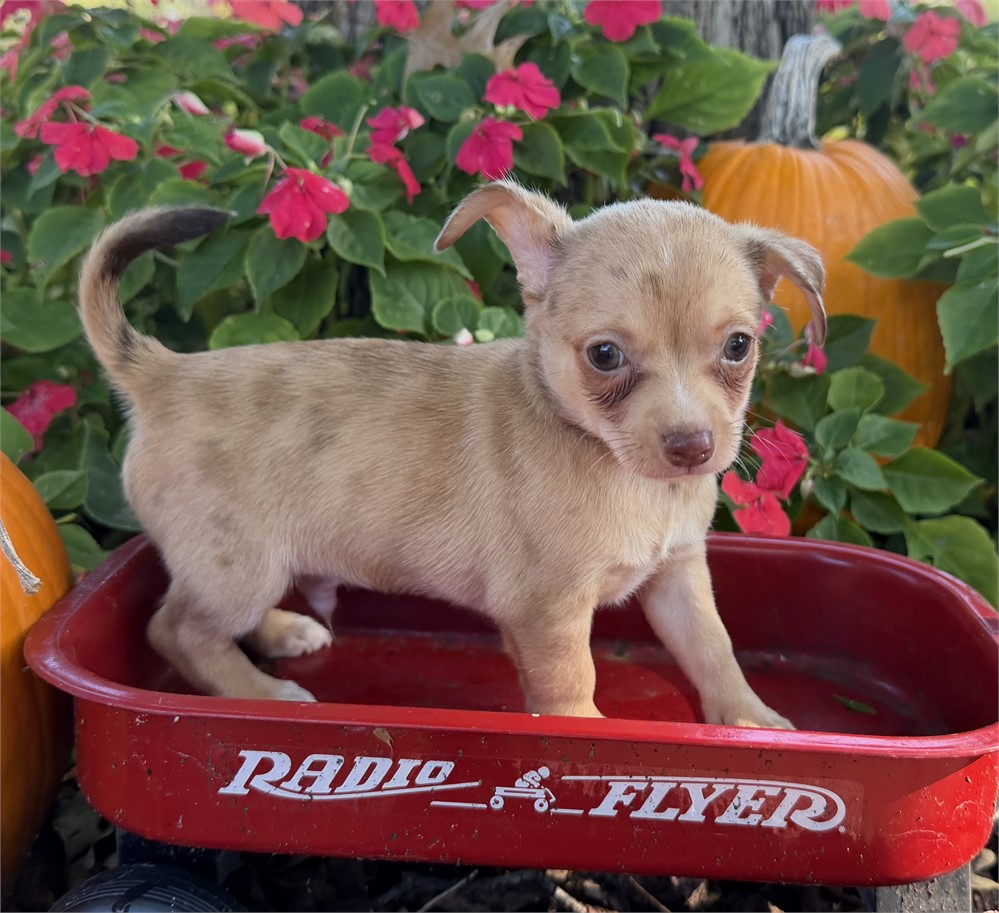 Chihuahua- Caramel’s # 3 (M)