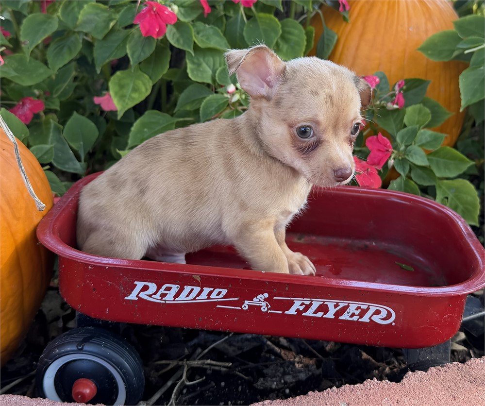 Chihuahua- Caramel’s # 3 (M)