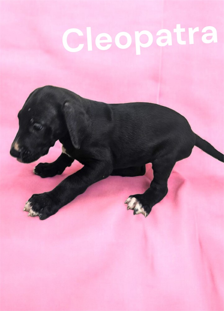 Black Dane Cleopatra