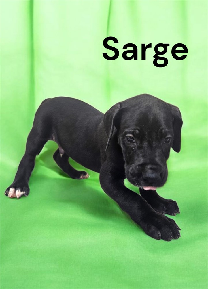 Black Dane Sarge