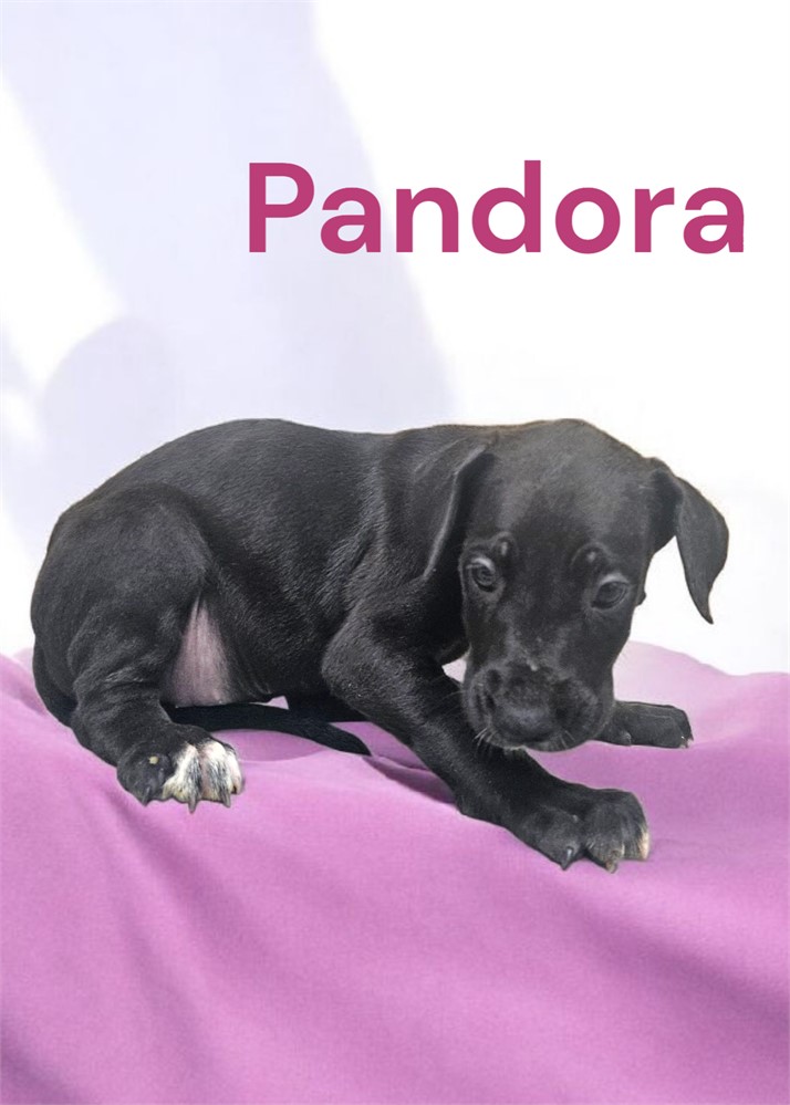 Black Dane Pandora