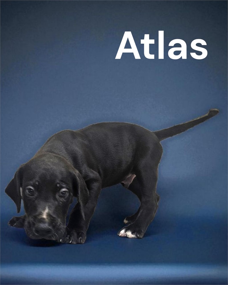 Black Dane Atlas