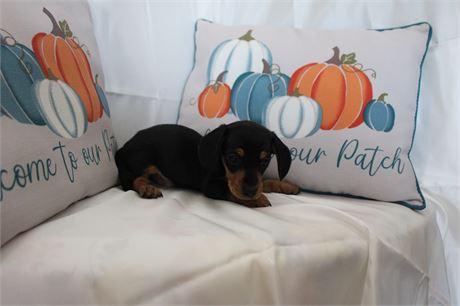 Mini Black and Tan Dachshund UPDATE on weight 3lbs 8oz