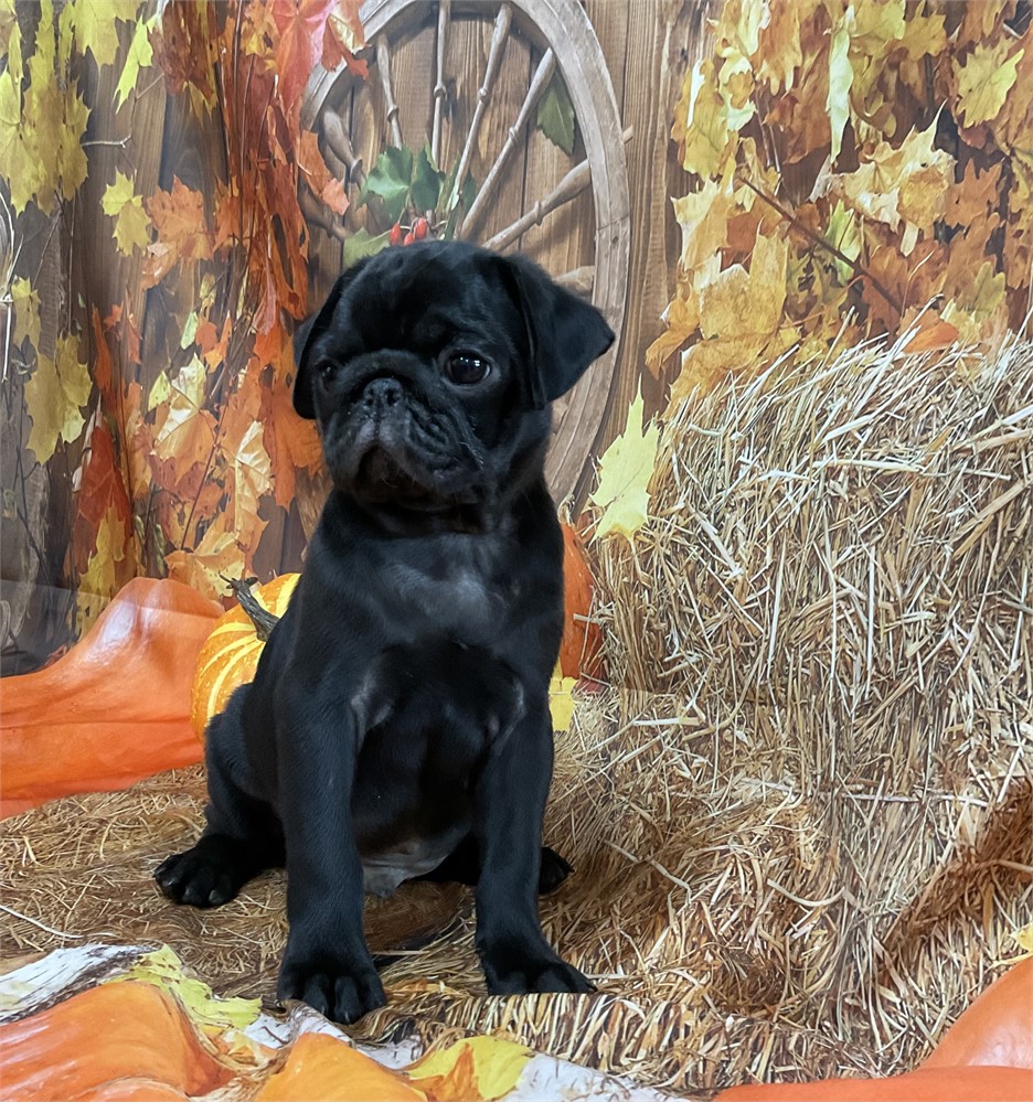 Pug Male “Jackson”