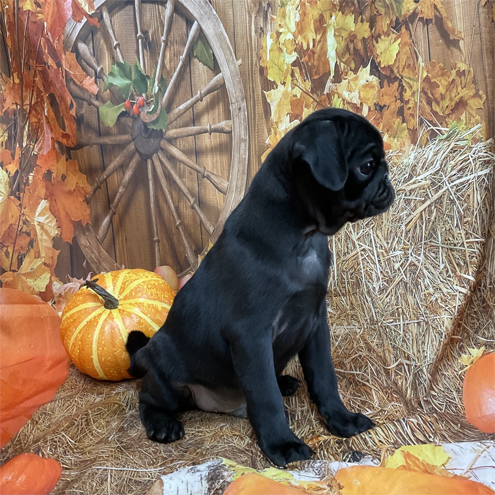 Pug Male “Jackson”
