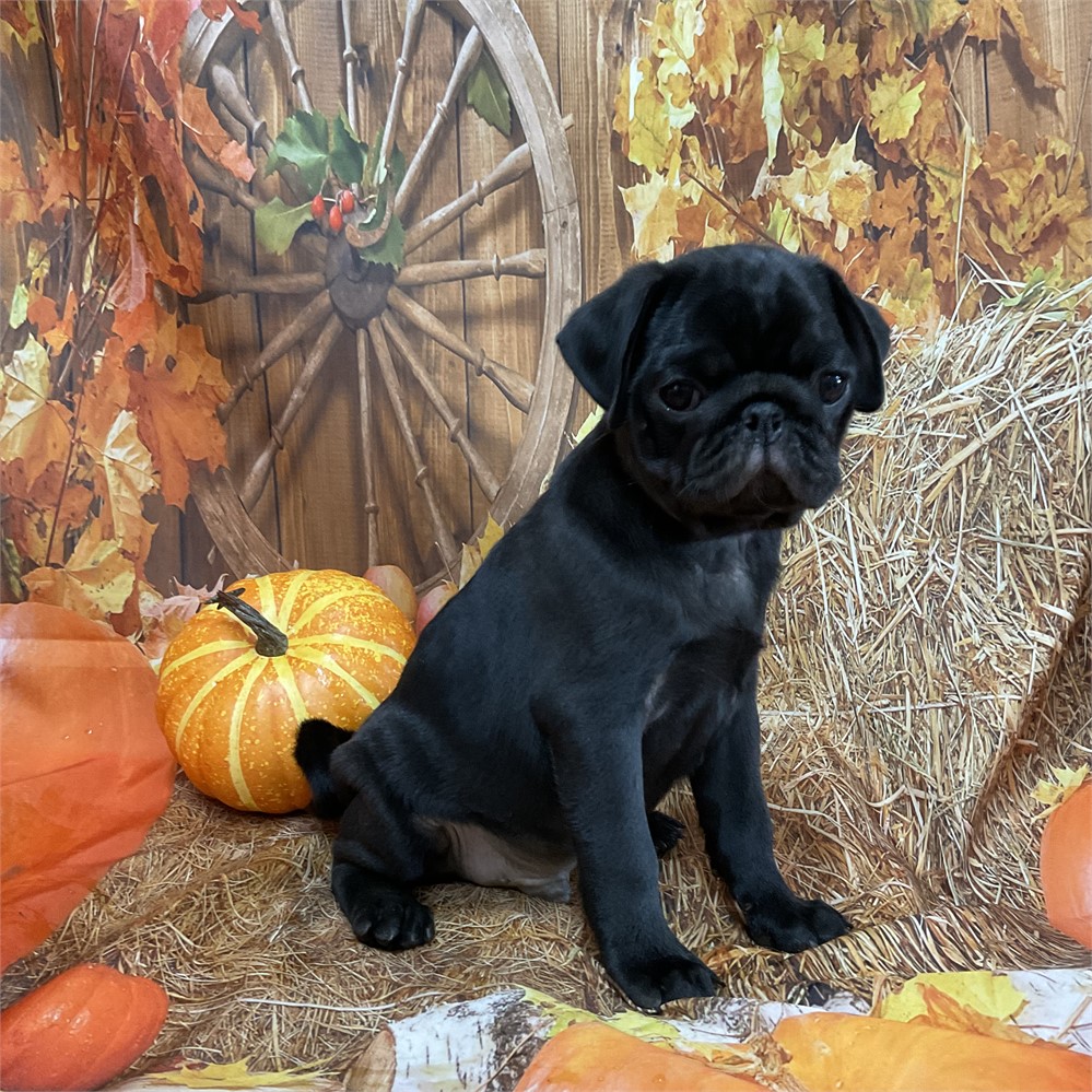 Pug Male “Jackson”