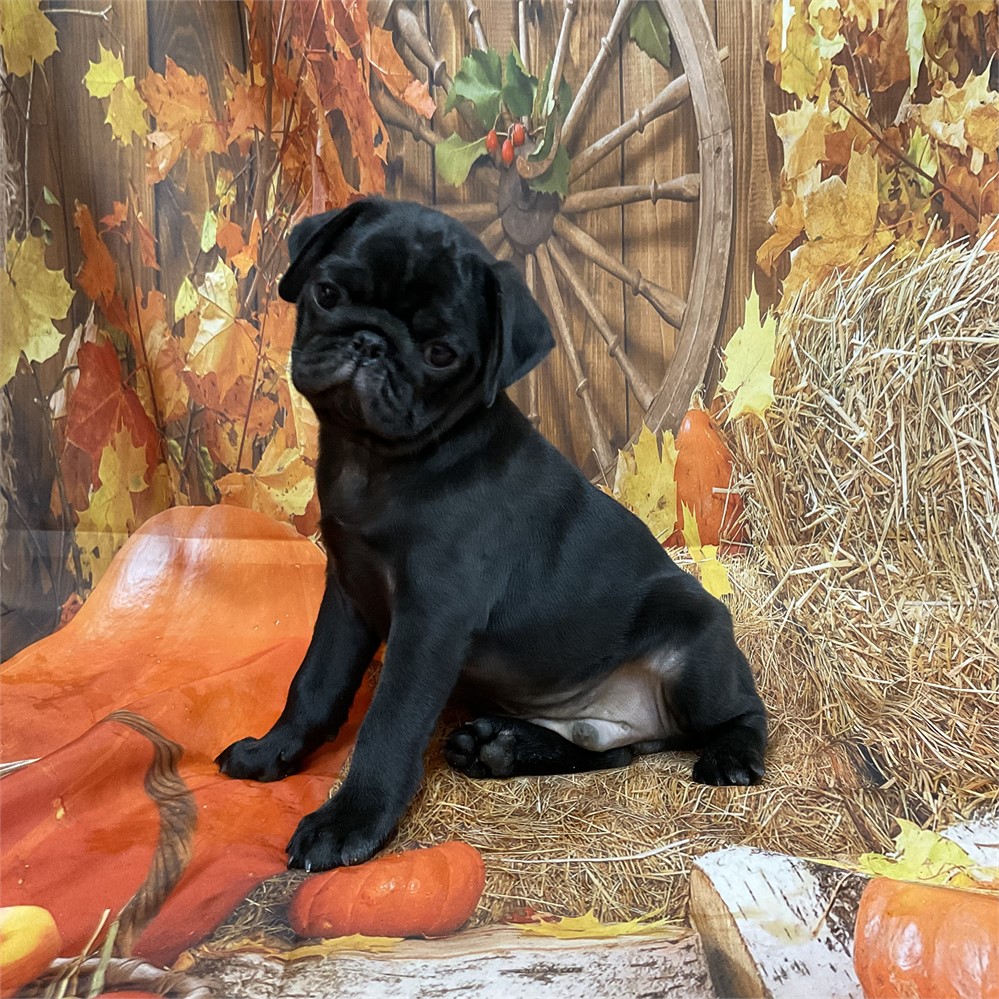 Pug Male “Jackson”