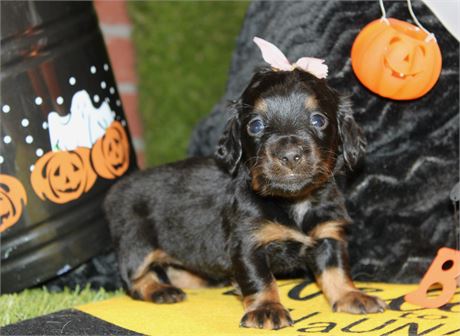 LONG HAIR BLACK/TAN FEMALE 887