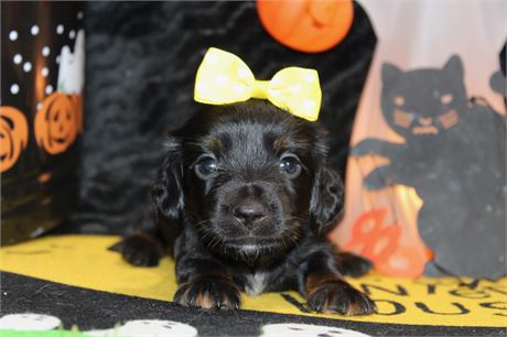 LONG HAIR BLACK/TAN FEMALE 888