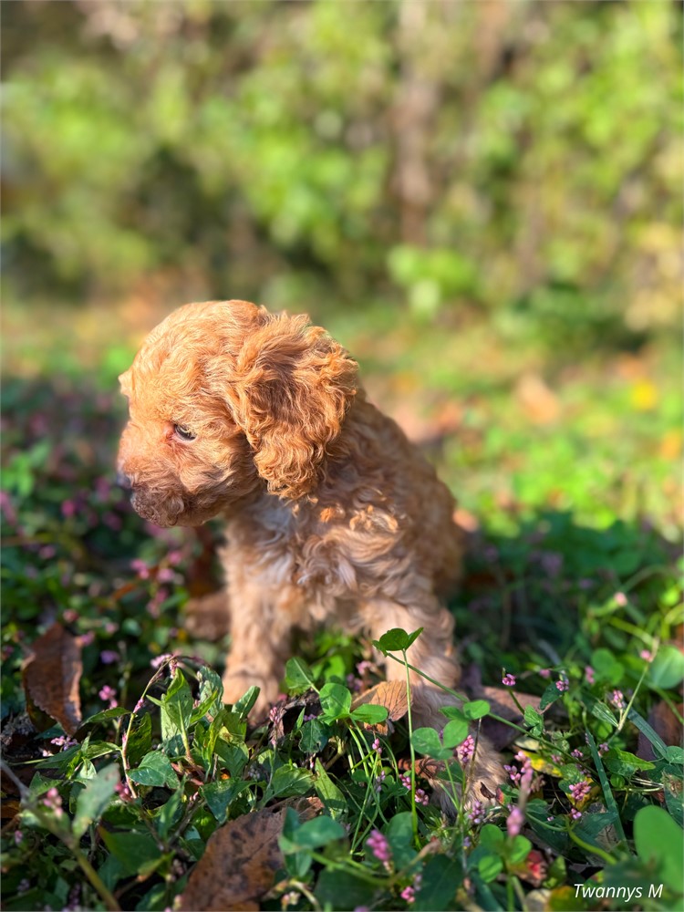 Toy Poodle red male twanny’s