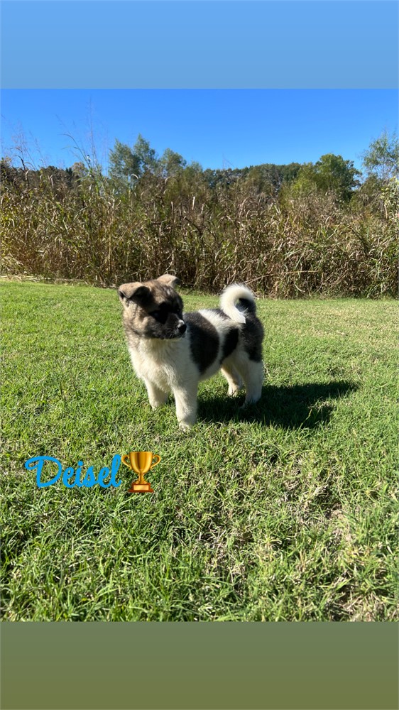 AKC Champion Bloodline- Diesle