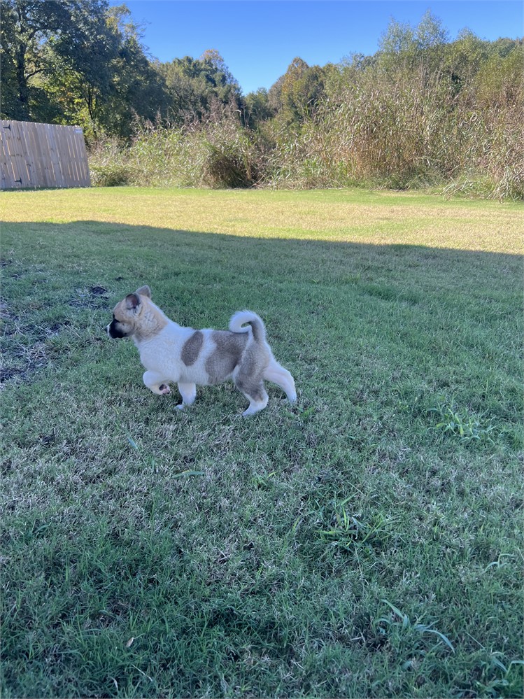 AKC Champion Bloodline- Ember