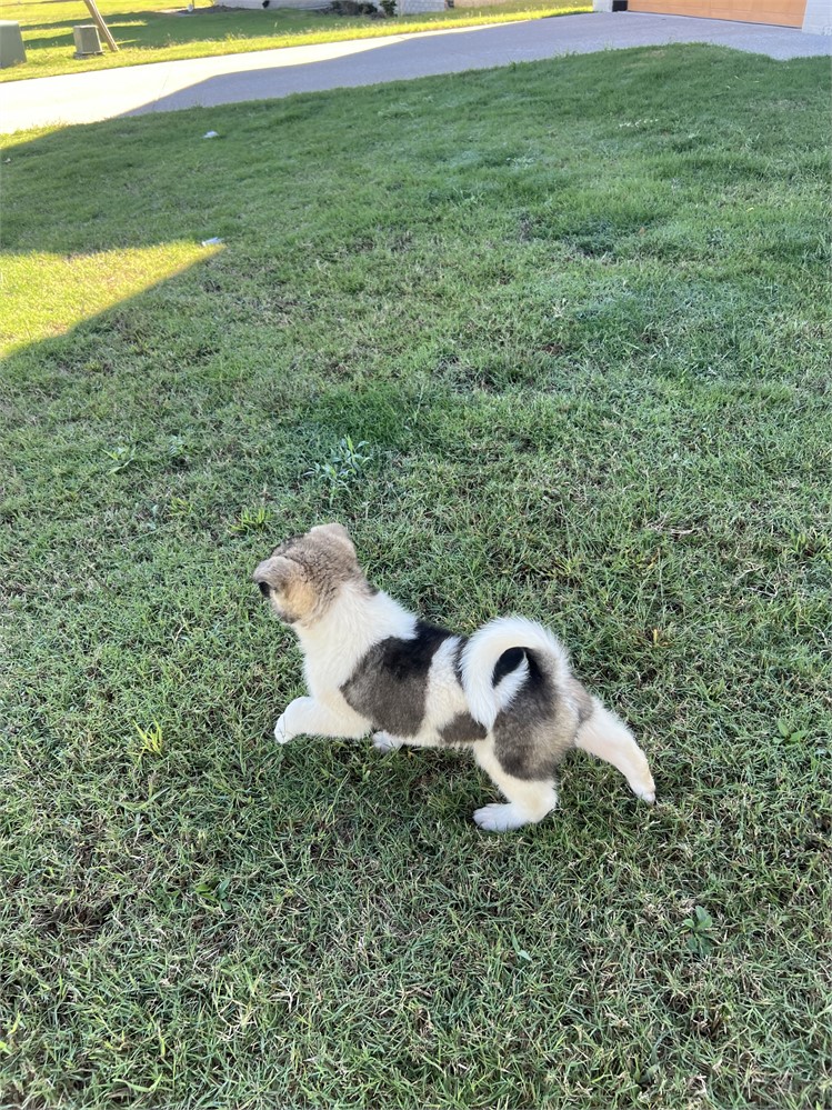 AKC Champion Bloodline- Diesle