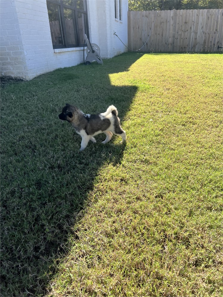 AKC Champion Bloodline—Raven
