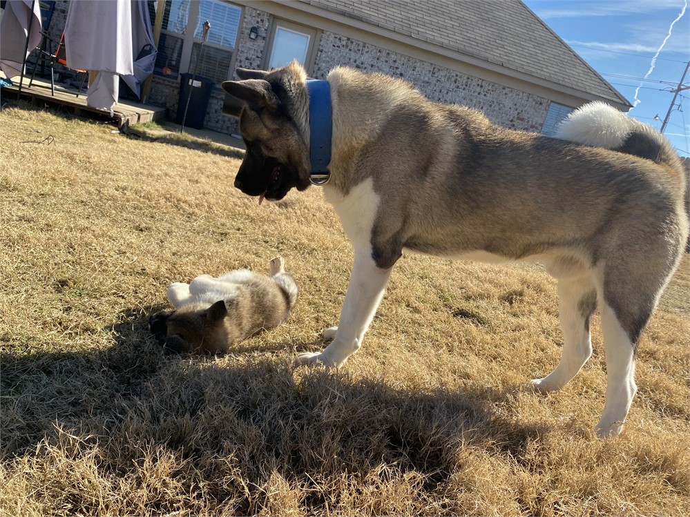 AKC Champion Bloodline- Diesle